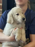 Mr Bobby, a male Golden Retriever for sale in Maryville, MO – 3 of 5