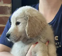 Mr Bobby, a male Golden Retriever for sale in Maryville, MO – 4 of 5