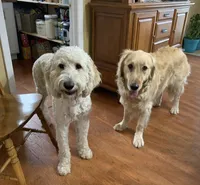 Mr. Brett, a male Golden Retriever for sale in Maryville, MO – 10 of 10