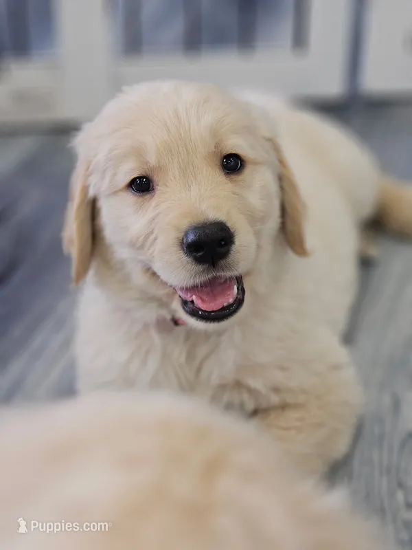 Mr Chili – Golden Retriever puppy for sale in Maryville, MO