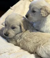 Claire, a female Golden Retriever for sale in Maryville, MO – Photo 5 of 10