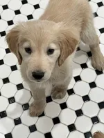 Claire, a female Golden Retriever for sale in Maryville, MO – Photo 3 of 10