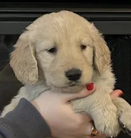 Claire, a female Golden Retriever for sale in Maryville, MO – Photo 4 of 10
