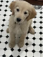 Claire, a female Golden Retriever for sale in Maryville, MO – Photo 1 of 10