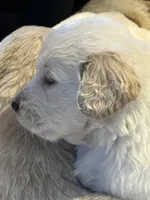 Claire, a female Golden Retriever for sale in Maryville, MO – Photo 2 of 10