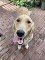 Miss Peony, a female Golden Retriever for sale in Maryville, MO – 5 of 9