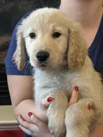 Mr Bucky , a male Golden Retriever for sale in Maryville, MO – 3 of 5