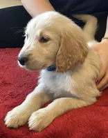 Mr. Benny, a male Golden Retriever for sale in Maryville, MO – 2 of 5