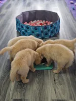 Miss Butter, a female Golden Retriever for sale in Maryville, MO – 6 of 10