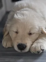 Mr Chili, a male Golden Retriever for sale in Maryville, MO – 10 of 10