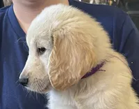 Mr. Paulie, a male Golden Retriever for sale in Maryville, MO – 2 of 4