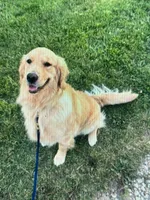 Miss Butter, a female Golden Retriever for sale in Maryville, MO – 10 of 10