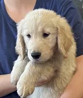Mr. Paulie, a male Golden Retriever for sale in Maryville, MO – 4 of 4