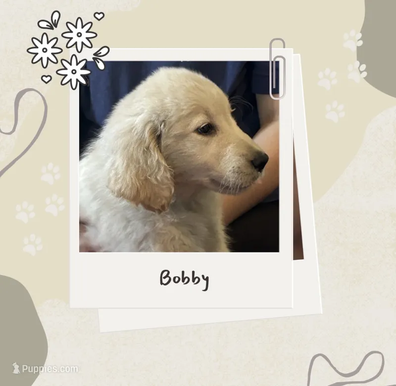 Mr Bobby – Golden Retriever puppy for sale in Maryville, MO