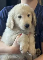 Mr Bobby, a male Golden Retriever for sale in Maryville, MO – 2 of 5