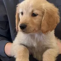 Miss Peony, a female Golden Retriever for sale in Maryville, MO – 4 of 9