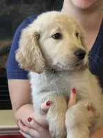 Mr Bucky , a male Golden Retriever for sale in Maryville, MO – 4 of 5