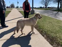 Miss Peony, a female Golden Retriever for sale in Maryville, MO – 9 of 9