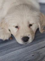 Miss Butter, a female Golden Retriever for sale in Maryville, MO – 3 of 10