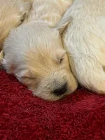 Buddy, a male Golden Retriever for sale in Maryville, MO – Photo 6 of 8