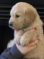 Buddy, a male Golden Retriever for sale in Maryville, MO – Photo 4 of 8