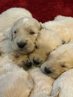 Buddy, a male Golden Retriever for sale in Maryville, MO – Photo 5 of 8