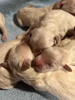 Buddy, a male Golden Retriever for sale in Maryville, MO – Photo 8 of 8