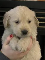 Buddy, a male Golden Retriever for sale in Maryville, MO – Photo 3 of 8