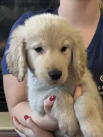 Mr Bucky , a male Golden Retriever for sale in Maryville, MO – 5 of 5