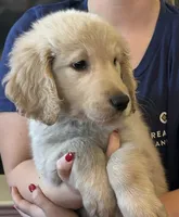 Mr Bucky , a male Golden Retriever for sale in Maryville, MO – 2 of 5