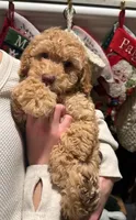 Charlie, a male Miniature Goldendoodle for sale in Maryville, MO – Photo 2 of 4