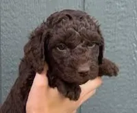 Charlie, a male Miniature Goldendoodle for sale in Maryville, MO – Photo 1 of 4
