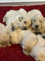 Fraiser, a male Golden Retriever for sale in Maryville, MO – Photo 5 of 9