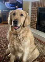 Fraiser, a male Golden Retriever for sale in Maryville, MO – Photo 8 of 9