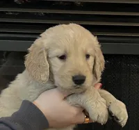Fraiser, a male Golden Retriever for sale in Maryville, MO – Photo 2 of 9