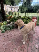 Fraiser, a male Golden Retriever for sale in Maryville, MO – Photo 7 of 9