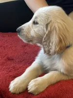 Mr. Benny, a male Golden Retriever for sale in Maryville, MO – 4 of 5
