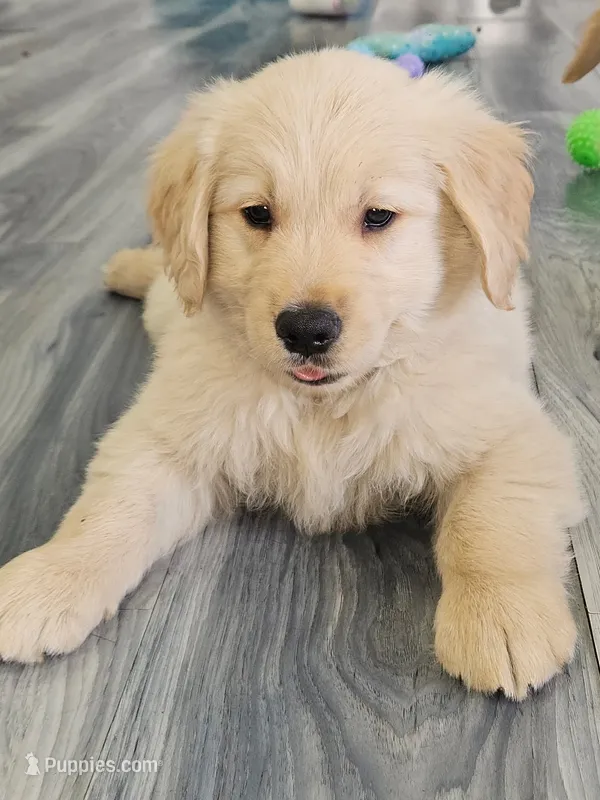 Miss Butter – Golden Retriever puppy for sale in Maryville, MO