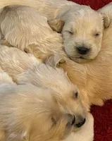 Miss Peony, a female Golden Retriever for sale in Maryville, MO – 3 of 9