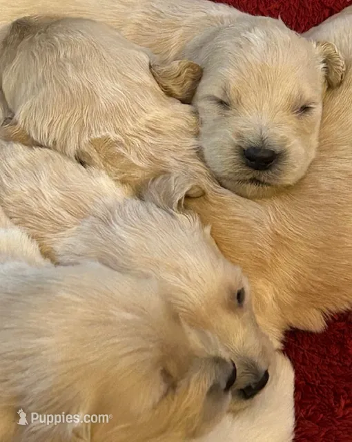 Mr Beau – Golden Retriever puppy for sale in Maryville, MO