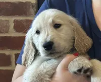 Mr. Benny, a male Golden Retriever for sale in Maryville, MO – 5 of 5