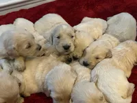 Miss Peony, a female Golden Retriever for sale in Maryville, MO – 2 of 9