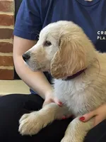 Mr. Paulie, a male Golden Retriever for sale in Maryville, MO – 3 of 4