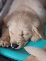 Miss Butter, a female Golden Retriever for sale in Maryville, MO – 4 of 10