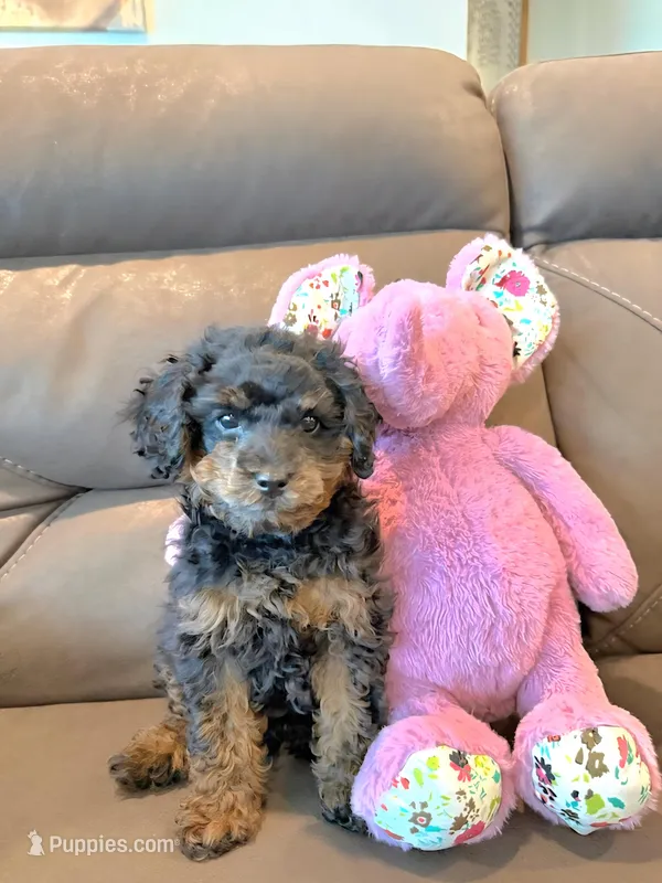 Coco – Poodle - Toy  puppy for sale in Fort Worth, TX