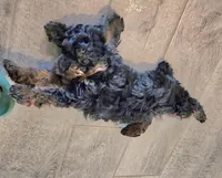 Coco, a male Poodle - Toy  for sale in Fort Worth, TX – Photo 3 of 7