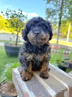 Coco, a male Poodle - Toy  for sale in Fort Worth, TX – Photo 2 of 7