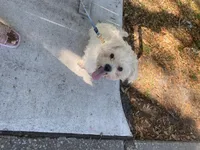 Boss, a male Maltese for sale in Tampa, FL – Photo 6 of 6