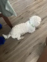 Boss, a male Maltese for sale in Tampa, FL – Photo 5 of 6