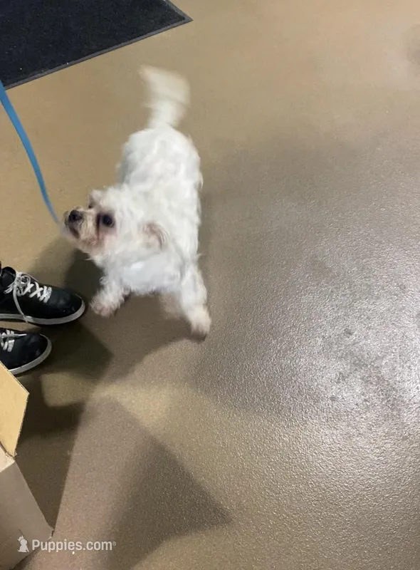 Boss – Maltese puppy for sale in Tampa, FL